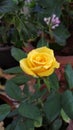 Yellow Rose Royalty Free Stock Photo